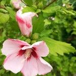 Hibiscus syriacusΛουλούδι