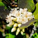 Aegiceras corniculatum Flower