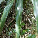 Cordyline mauritiana Blad