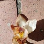 Stanhopea ecornuta Flor