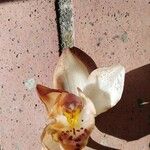 Stanhopea ecornuta Flower