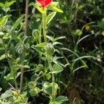 Hibiscus aponeurus Foglia