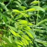 Avena sativaFlower