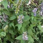 Agastache urticifolia Folla