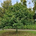 Castanea crenata 整株植物