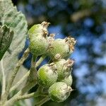 Aria edulis Fruit