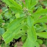 Gamochaeta pensylvanica Leaf