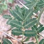 Vachellia nilotica 葉