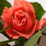 Rosa lucieae Flower