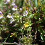 Euphrasia minimaFlower