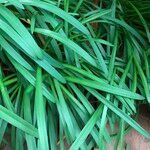 Agapanthus spp. Habit