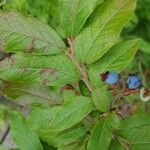 Vaccinium myrtilloides Fruit