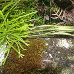 Lycopodium thyoides आदत