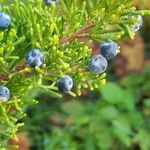 Juniperus virginianaFruit