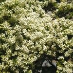 Galium pyrenaicum 花