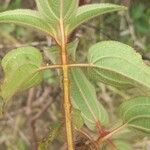 Rhynchanthera grandiflora Leaf