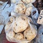 Dioscorea bulbifera Fruit