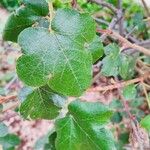 Fremontodendron californicum Ліст