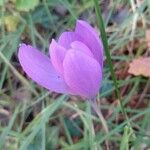 Crocus nudiflorusFlower