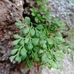 Asplenium ruta-murariaLeaf