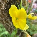 Oenothera × fallax Blomma