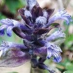 Ajuga pyramidalis花