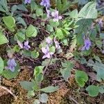 Viola rostrata Flower