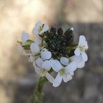 Arabis hirsutaDeilen