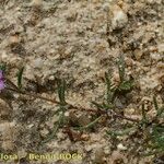 Spergularia echinosperma Habitus