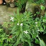 Hippobroma longiflora Цветок