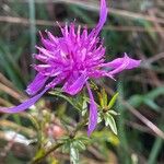 Centaurea nigra Flower