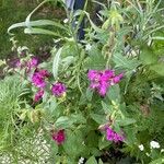 Clarkia pulchella Flor