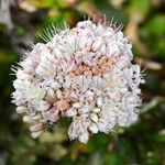 Eriogonum parvifolium Цветок