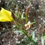 Oenothera villosa 花
