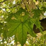 Liquidambar styracifluaBlad