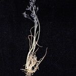 Agrostis pilosula Habitus