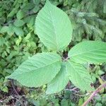 Rubus hypomalacus Leaf
