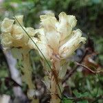 Monotropa hypopitys Çiçek