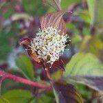 Cornus sericeaFlower