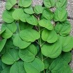 Cercidiphyllum japonicum Leaf