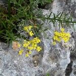 Alyssum cuneifolium Hábito