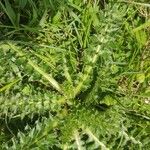 Cirsium acaule Leaf