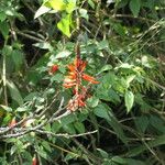 Erythrina speciosa Flower