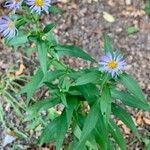 Symphyotrichum novi-belgii Flower