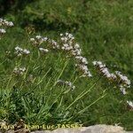 Valeriana apula Habit