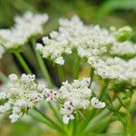 Oenanthe crocata Blüte