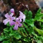 Erinus alpinus Цветок