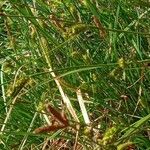 Carex distans Habit