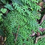 Selaginella martensiiFolha