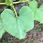 Cucurbita foetidissima Blad